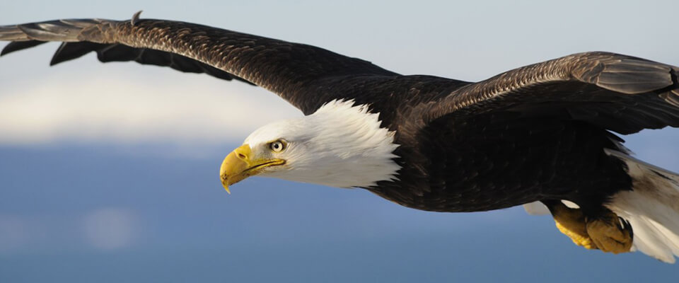 Beyelerl Bodenbeläge Klosters - Ihr Fachmann für Parkett, PVC, Teppich, Linol